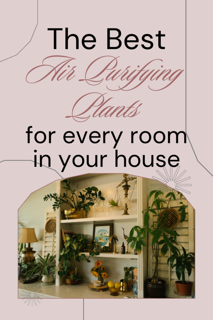 Image of living room with air cleaning house plants. The text reads: the best air purifying plants for every room in your house.